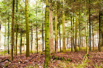Obraz premium forest