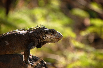 L'iguane