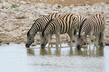 Fototapeta na wymiar Zebry przy wodopoju pitnej