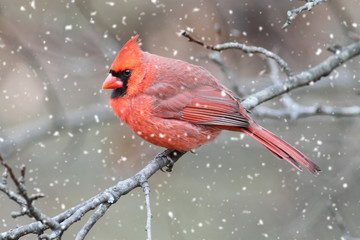 Cardinal In A Snow Storm