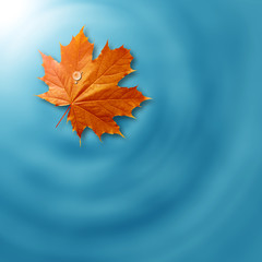 dry maple leaf on water
