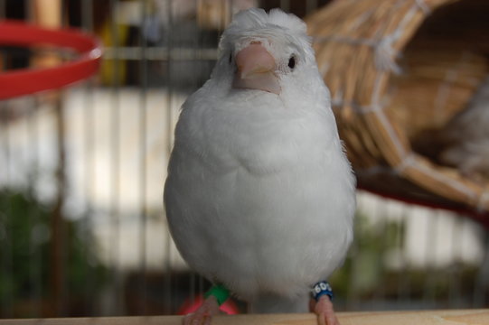 11 Best ジュウシマツ Images Stock Photos Vectors Adobe Stock