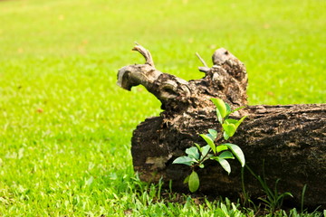 Tree from dead tree.