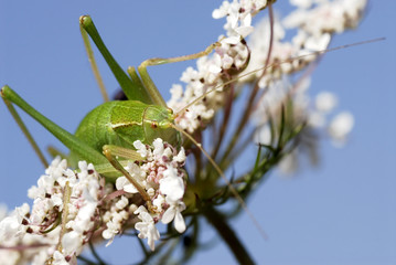 Sauterelle verte de face sur une fleur d'ombellifère