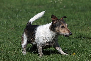 Jack Russell Terrier