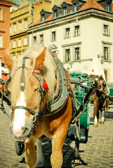 Naklejka na ściany i meble Horse in Warsaw