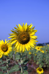 View  sunflower  travel  in  thailand of  asia