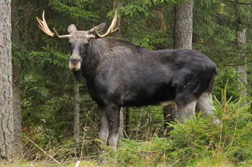 Bull elk in fir forest