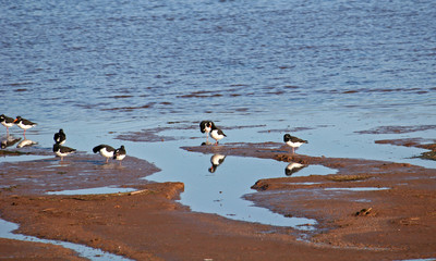 oyster catchers on beach