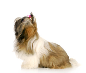 cute puppy looking up