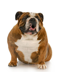 english bulldog