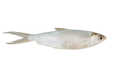 Arctic cisco, fish of salmon family, isolated
