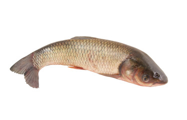 Carp family fish isolated on white background
