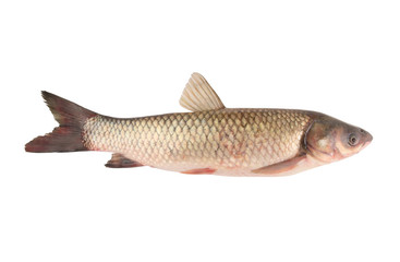 Carp family fish isolated on white background