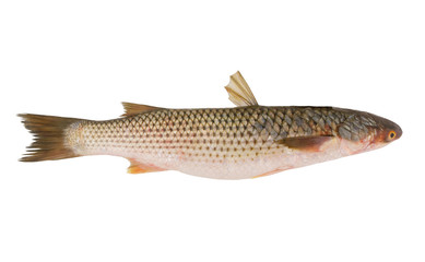 Grey mullet fish isolated