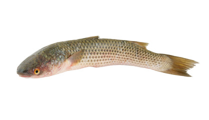 Grey mullet fish isolated on the white background