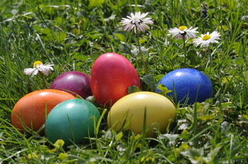 Ostereier und Gänseblümchen