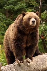 ours Grizzly