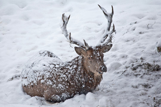 Rothirsch im Schnee