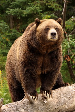 ours Grizzly