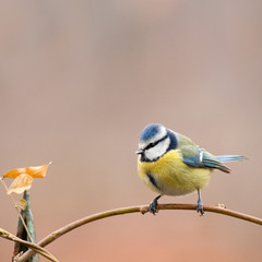 Cyanistes caeruleus - Mésange bleue - Blue Tit