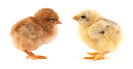 The yellow small chick