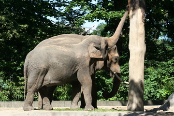 Fototapeta premium Elephants in a zoo