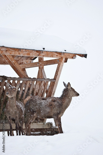 &quot;Harte Zeiten&quot; Stockfotos und lizenzfreie Bilder auf Fotolia.com - Bild