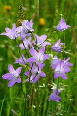 Campanula patula, Wiesen-Glockenblume, Spreading Bellflower,