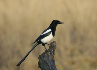 Magpie resting on a stump