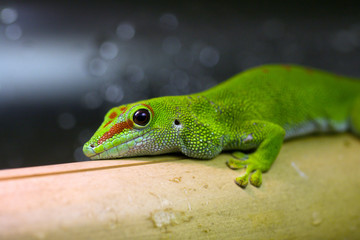 Gecko