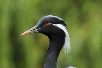 Demoiselle Crane, Damigella di Numidia, Anthropoides virgo