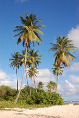 Fototapeta na wymiar Pod palmami kokosowymi