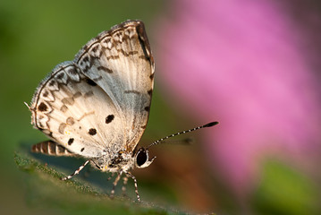 butterfly on the leaf for background use