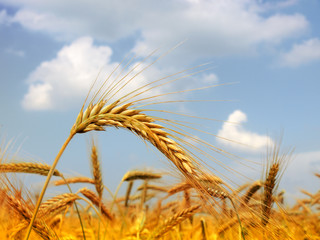 Wheat field