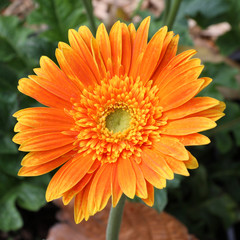 gerbera orange