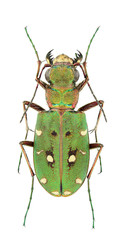 Cicindela campestris nigrita
