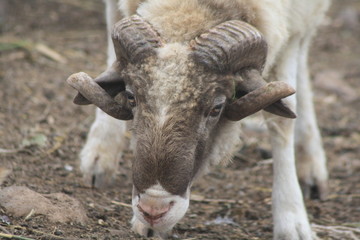 Schafbock,Gran Canaria