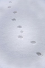Footprint at snow