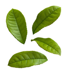 Tea Leaves isolated on a white background