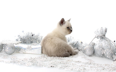 Kitten with New Year's toys.