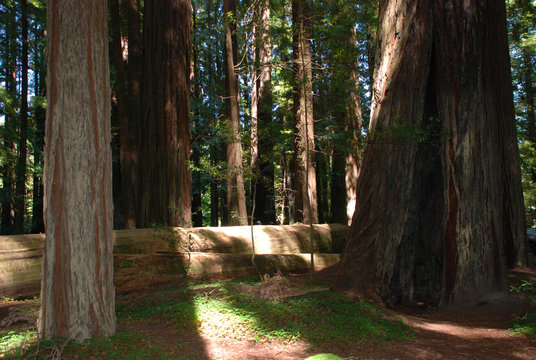 Sequoia im Humboldt Nationalpark