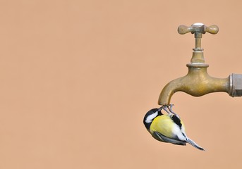 Carbonero común con grifo