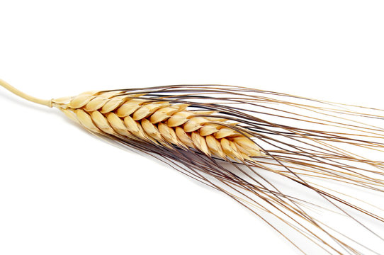 Wheat Ear