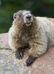 Marmot Portrait