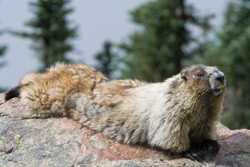 Marmot lounging