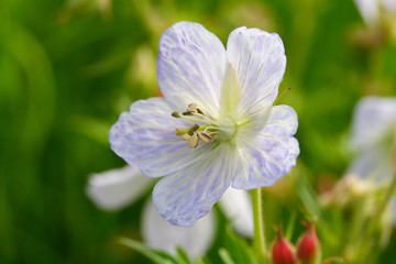 Fototapeta premium Geranium pratense, Wiesen-Storchschnabel, Meadow Cranesbill
