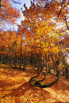 Herbstwald, Grenchenberg, Grenchen, Solothurn, Schweiz