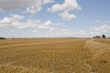 abgemähtes Getreidefeld