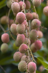 Grappe de litchis